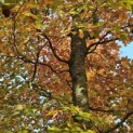 Fagus sylvatica 'Atropunicea' - 1