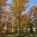 Fagus sylvatica 'Atropunicea' - 2