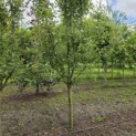 Malus domestica 'Rode Boskoop' - Foto 2