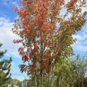 Prunus 'Sunset Boulevard' - 4