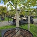 Juglans regia - 2