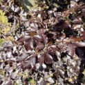 Fagus sylvatica 'Atropunicea' - 3