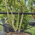 Elaeagnus ebbingei - Foto 3
