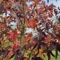 Liquidambar styraciflua 'Worplesdon' - 3