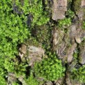 Salix Alba - Foto 7
