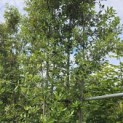Quercus ilex - 2
