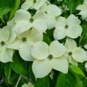 Cornus kousa Chinensis - Foto 4
