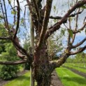 Prunus serrula - 1