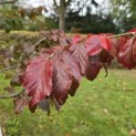 Parrotia persica - 5