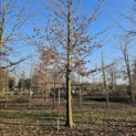 Fagus sylvatica 'Atropunicea' - Foto 3