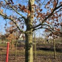 Fagus sylvatica 'Atropunicea' - Foto 4