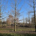 Fagus sylvatica 'Atropunicea' - Foto 1