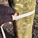 Fagus sylvatica 'Atropunicea' - Foto 2