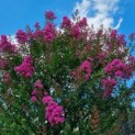 Lagerstroemia indica 'Rosea' - 1