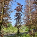Fagus sylvatica 'Atropunicea' -  na snoei in 2023