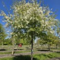 Malus toringo 'Brouwers Beauty' - 2
