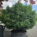 Prunus Lusitanica - Foto 1
