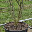 Stewartia Rostrata - 8
