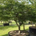 Acer palmatum 'Dissectum' - 1