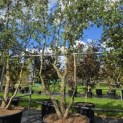 Quercus Suber - Foto 3