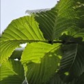 Ulmus 'Camperdownii' - Foto 5