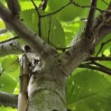 Ulmus 'Camperdownii' - Foto 4