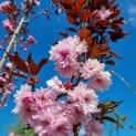 Prunus serrulata 'Royal Burgundy' - impressie bloei en jong blad in het voorjaar.