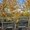 Parrotia persica 'Vanessa' - 2