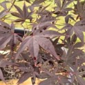 Acer palmatum 'Red Emperor' - Foto 7