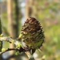 Larix kaempferi 'Diana' - 1