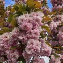 Prunus serrulata 'Kanzan' - 3