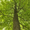 Liquidambar styraciflua - 2
