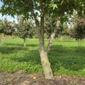 Liquidambar styraciflua 'Worplesdon' - 4