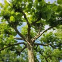 Platanus hispanica - Foto 1