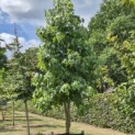 Liquidambar styraciflua - 6