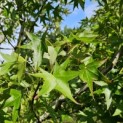 Liquidambar styraciflua 'Stared' - 4