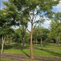 Acer griseum x nikoense - Foto 1