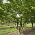 Zelkova serrata - 3