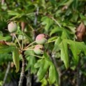 Malus Trilobata - 5