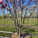 Magnolia 'Soulangeana' - Foto 6