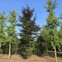 Fagus sylvatica 'Atropunicea' - juli 2026