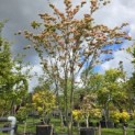 Cornus 'Stellar Pink' - Foto 1