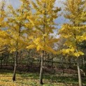 Ginkgo biloba - 1