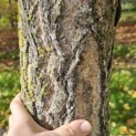 Ginkgo biloba - 3