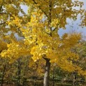Ginkgo biloba - 2