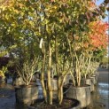Parrotia persica - Foto 1