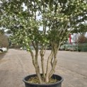 Osmanthus x Burkwoodii - 2