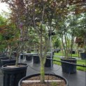 Acer palmatum 'Red Emperor' - Foto 1