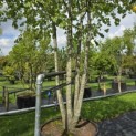 Tilia x europaea 'Pallida' - Foto 2