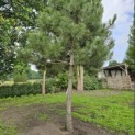 Pinus nigra 'Nigra' - 5